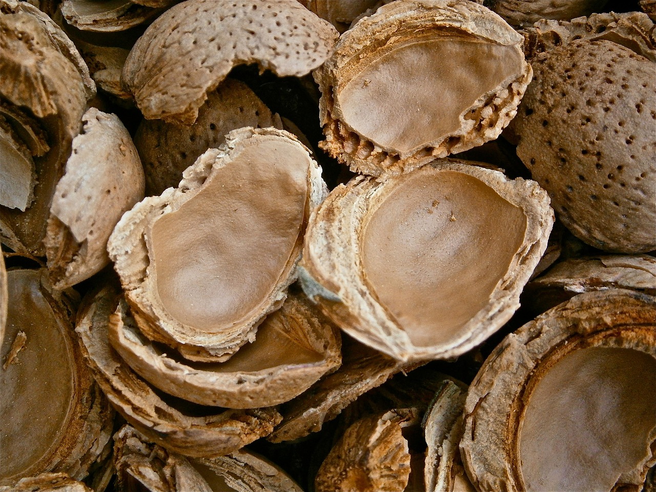 Close-up of cracked almond shells.