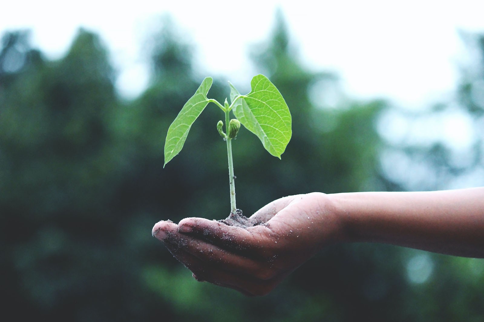 A seedling growing from the soil in a person’s hand.