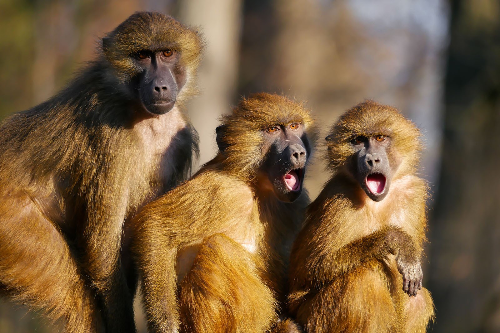 Three monkeys looking shocked and excited.