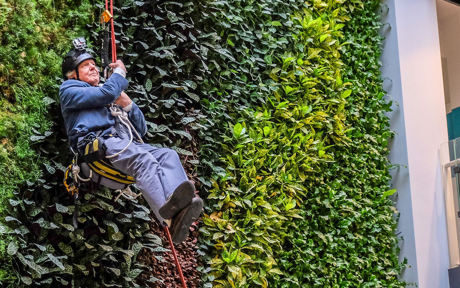 David Attenborough abseiling a 50ft tall living wall.