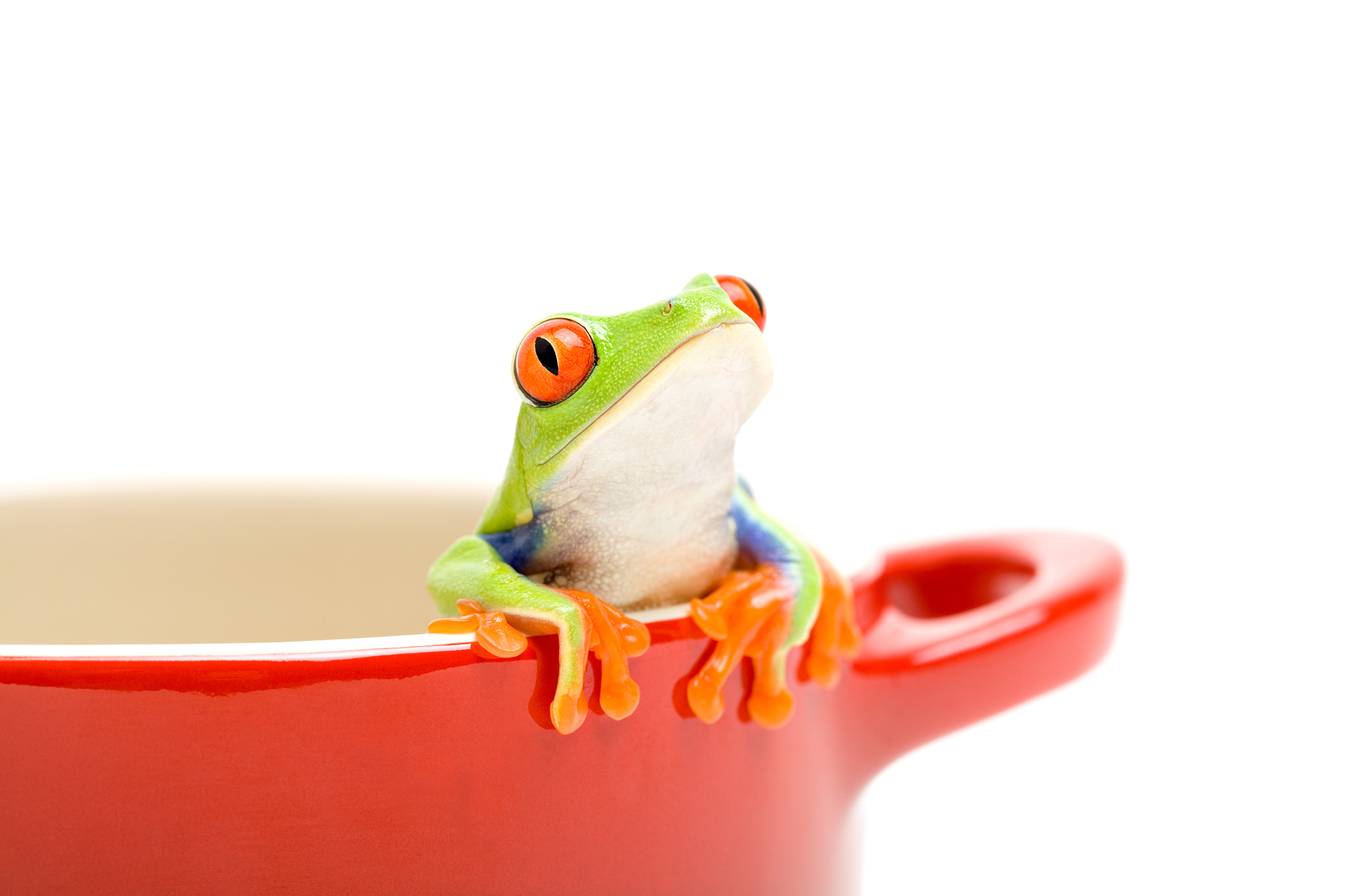 frog in a red bowl