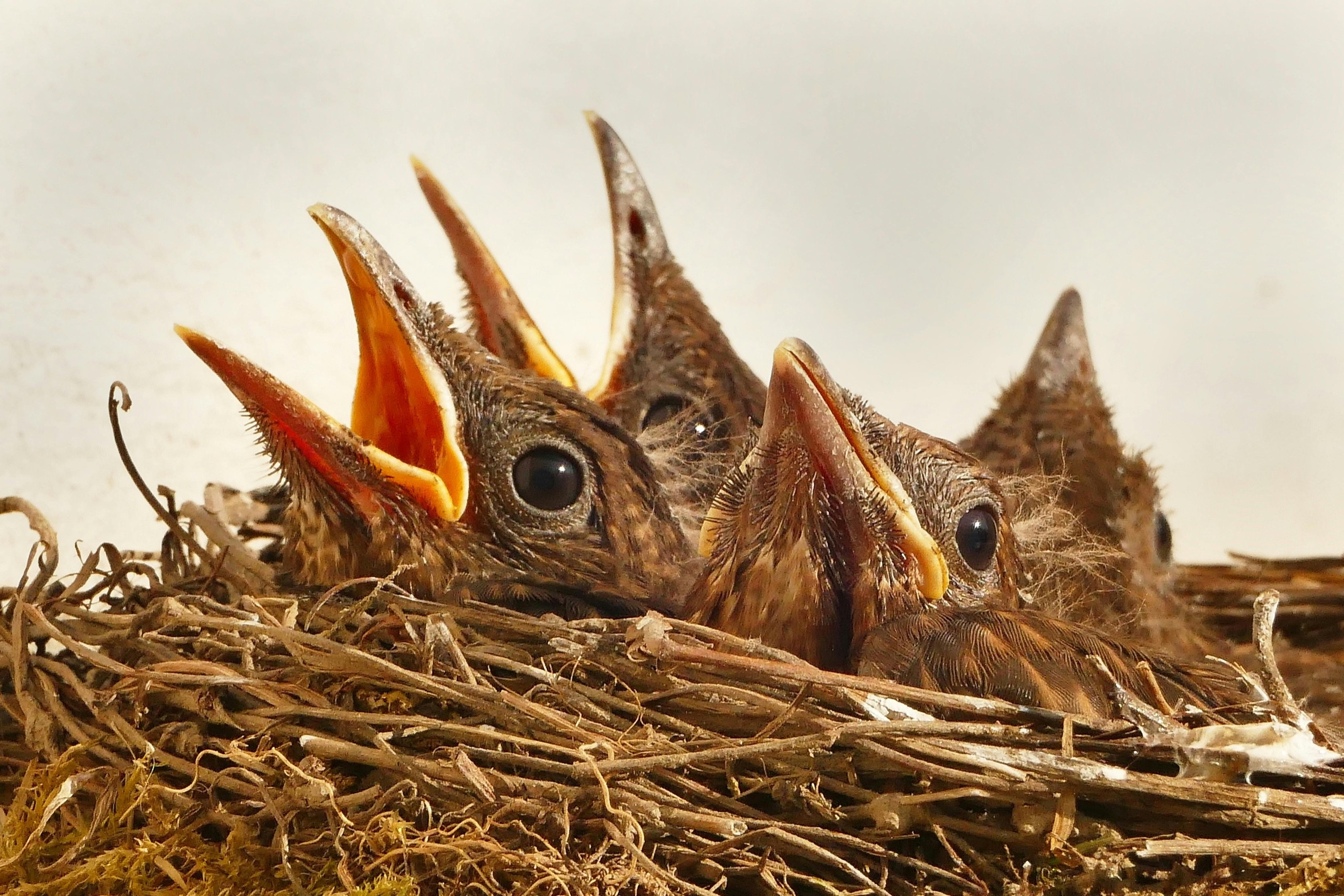 CSS nesting is here - front end developers represented as hungry chicks in a nest.