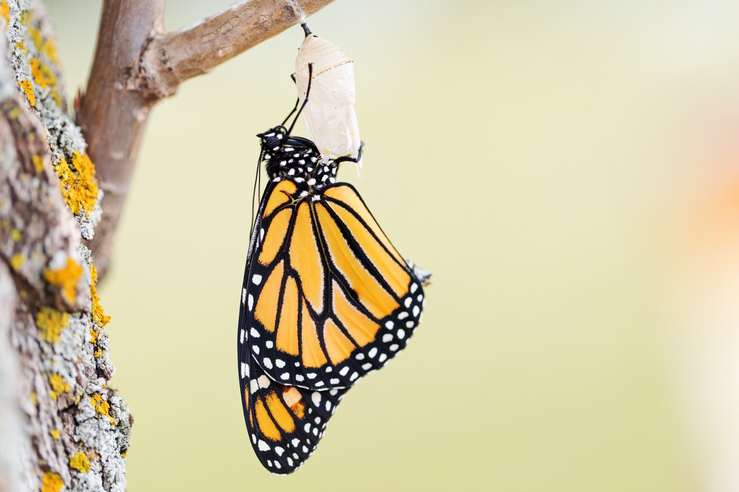 A yellow and black butterfly coming out of her chrysalis that's hanging on a branch.