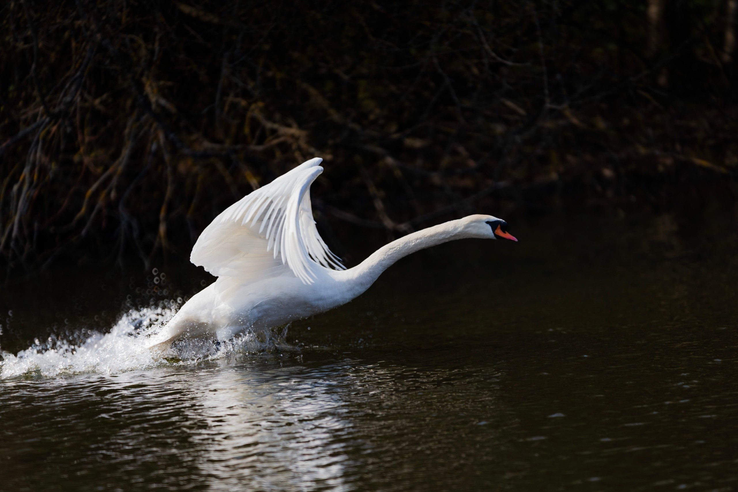 Swan flying over water and webbed feet touching the water creating a splash.