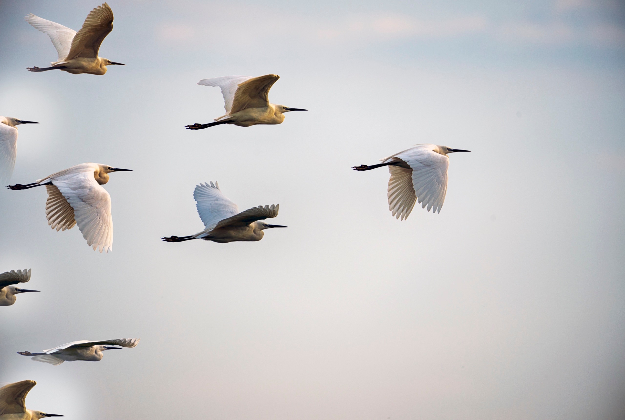 A flock of birds flying.